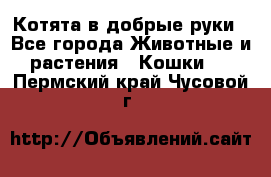 Котята в добрые руки - Все города Животные и растения » Кошки   . Пермский край,Чусовой г.